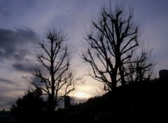 Fonds d'cran Nature un coucher de soleil entre deux arbres