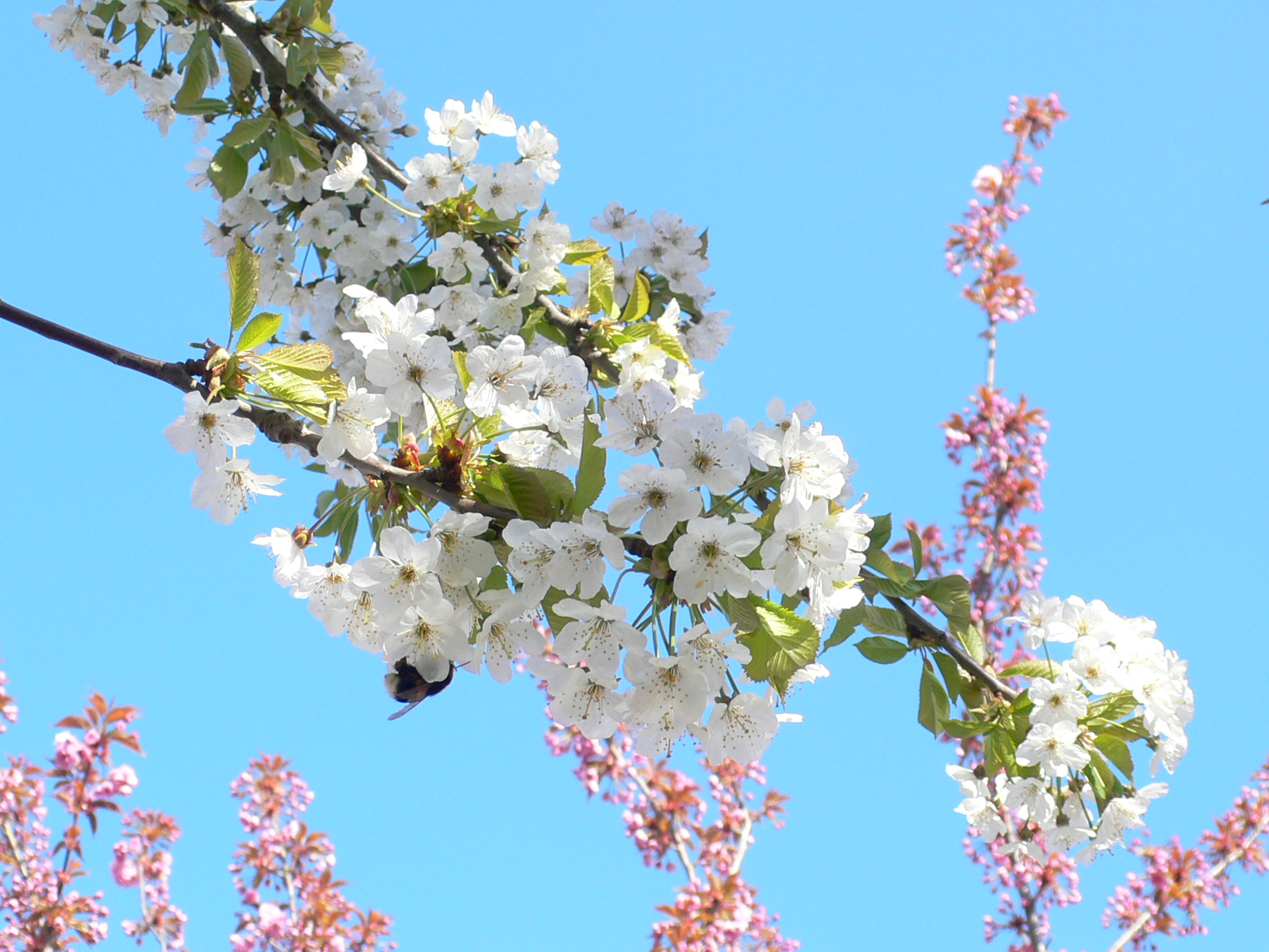 Fonds d'cran Nature Fleurs Fleurs de cerisiers sur un ciel couleur lagon