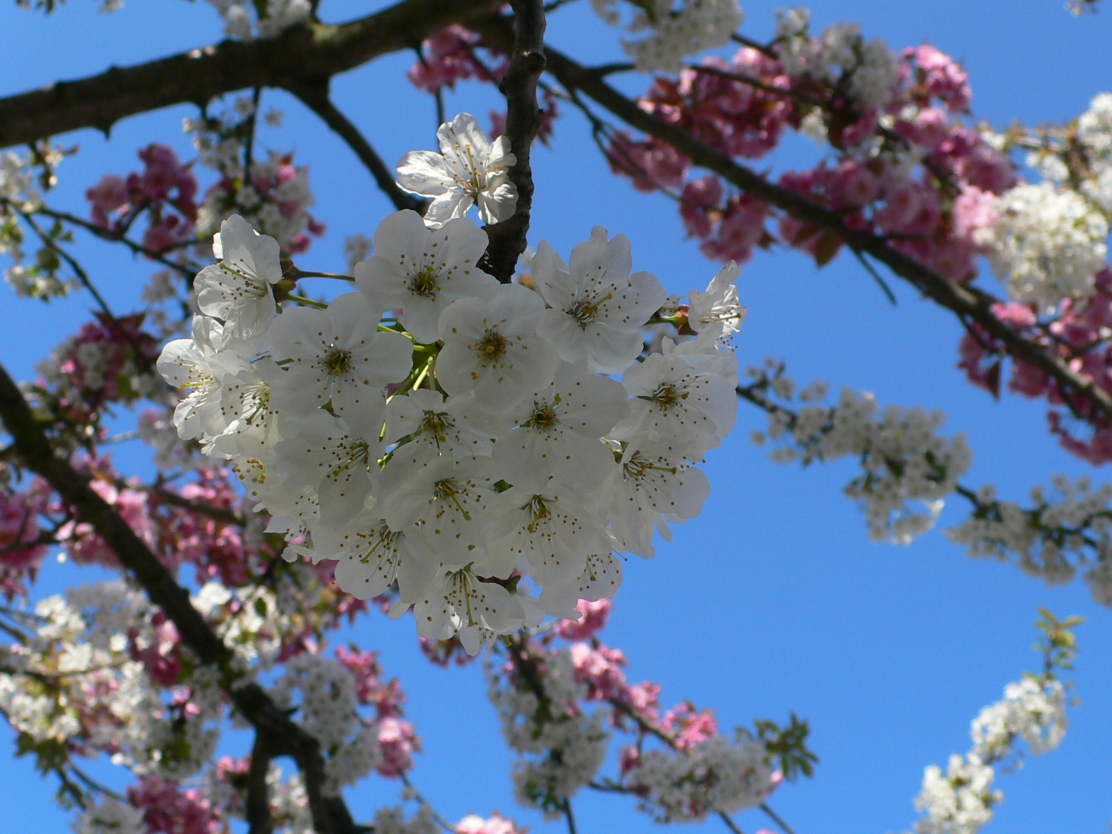 Fonds d'cran Nature Fleurs Majest du blanc