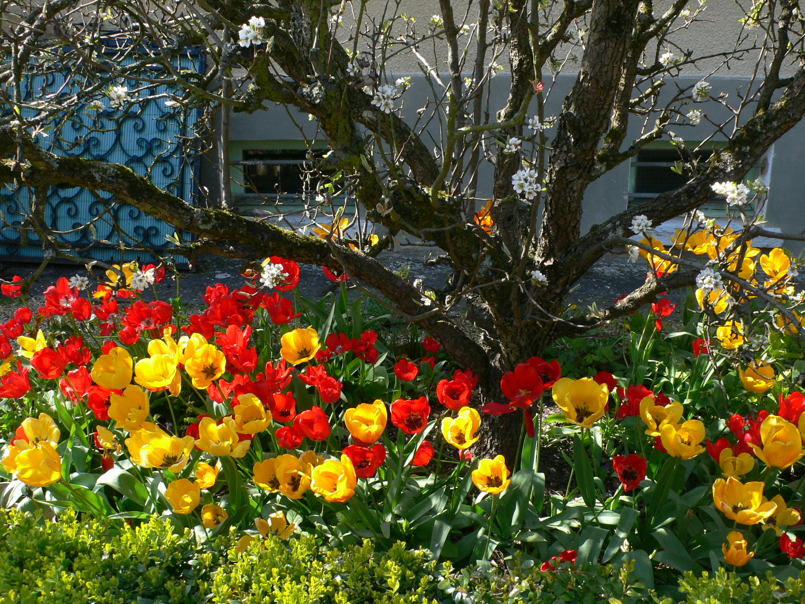 Fonds d'cran Nature Fleurs Festival de tulipes