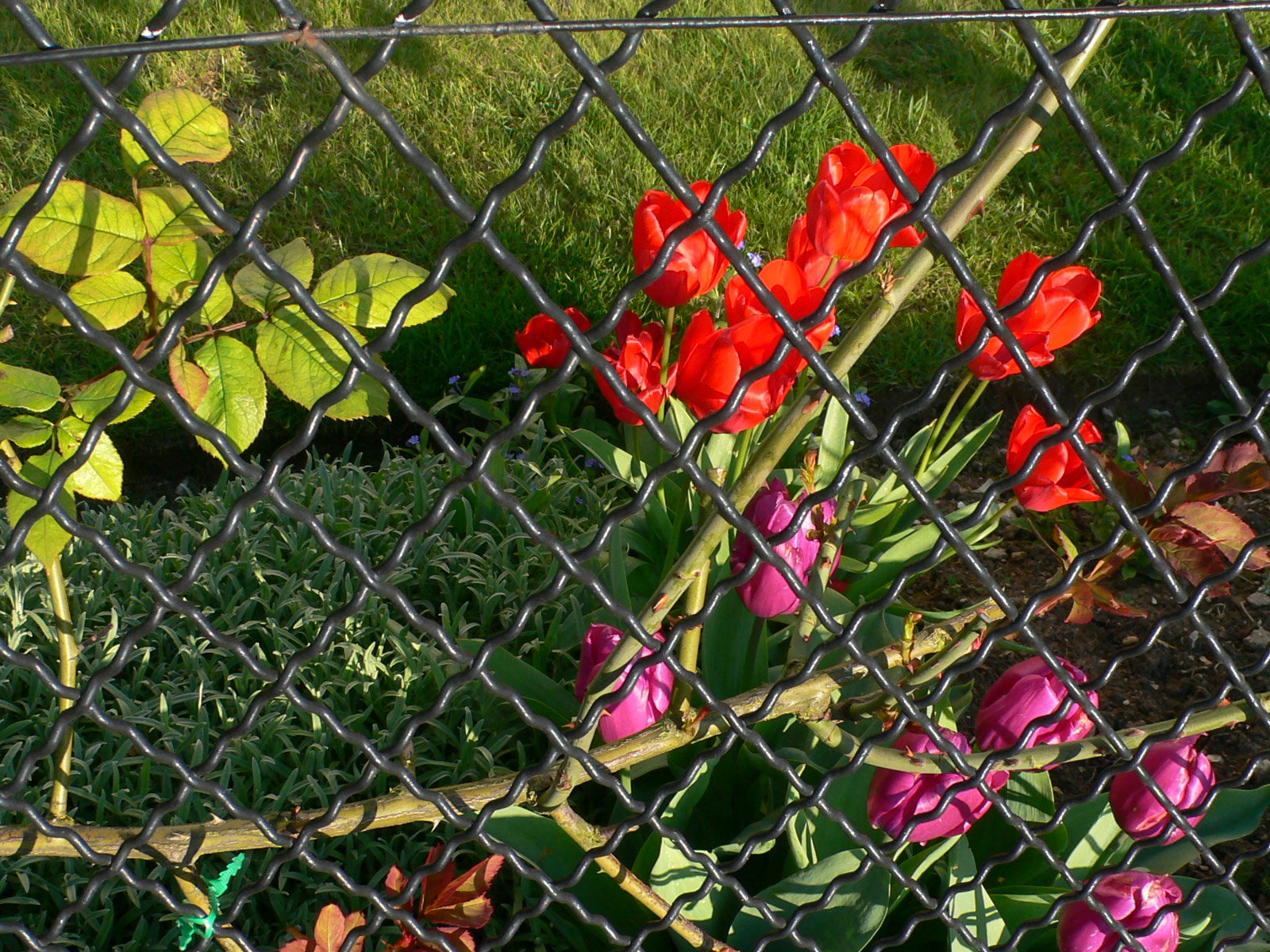 Fonds d'cran Nature Fleurs 