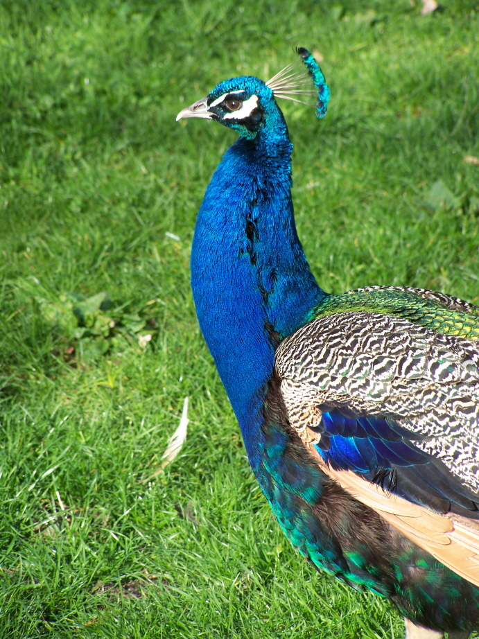 Wallpapers Animals Birds - Peacocks Paon