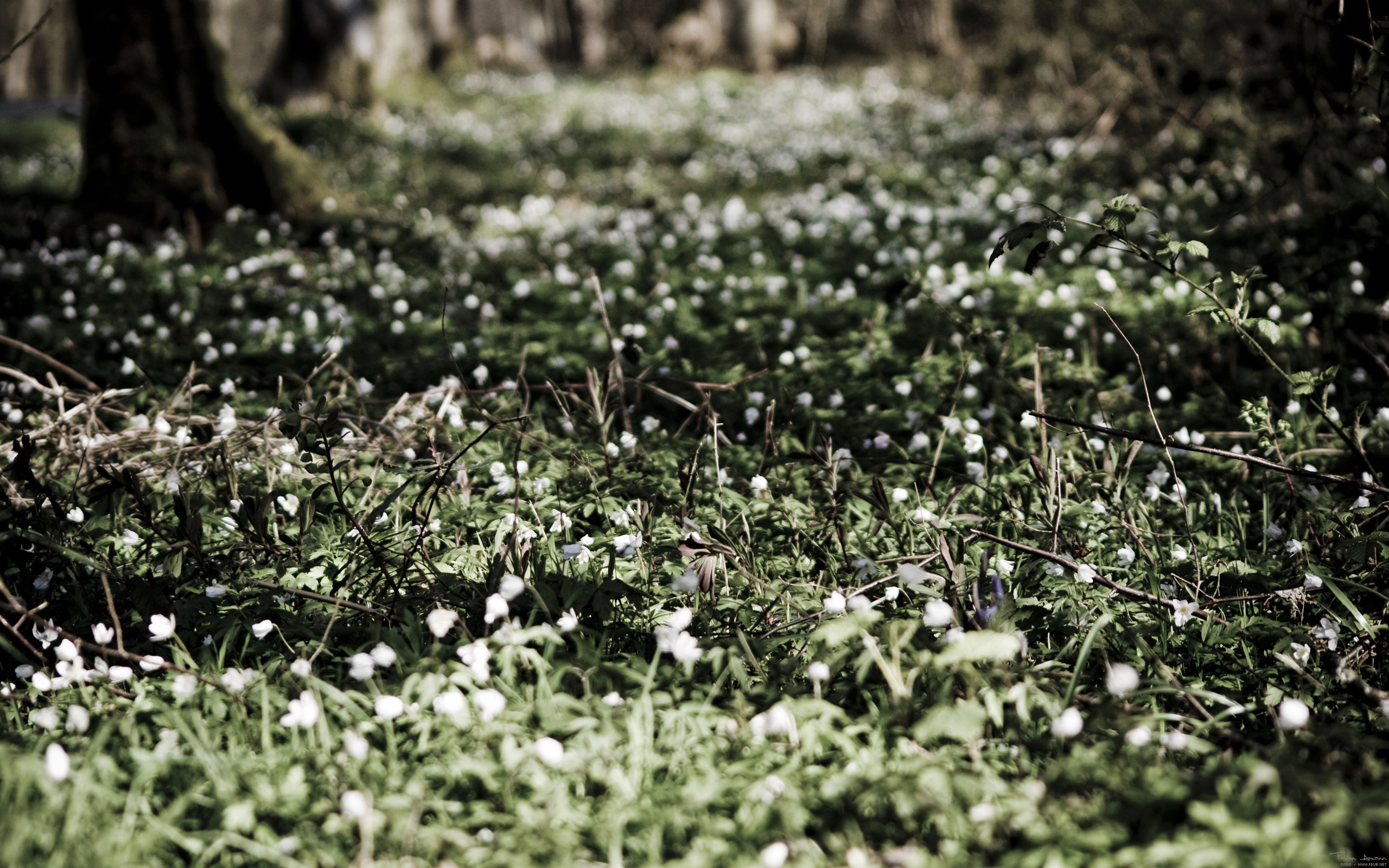 Fonds d'cran Nature Fleurs Kodama