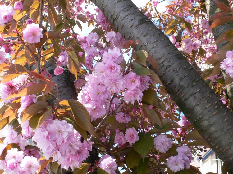 Fonds d'cran Nature Fleurs Fleurs roses closes sur un cerisier