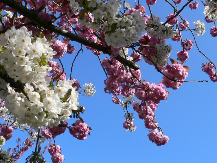 Fonds d'cran Nature Fleurs Fleurs soeurs roses et blanches sur un mme cerisier