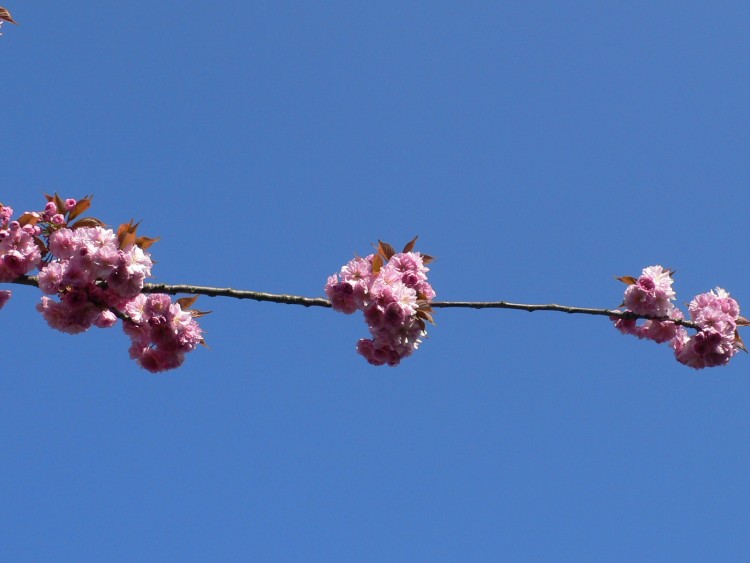 Fonds d'cran Nature Fleurs perchoir pour oiseaux amoureux de  fleurs