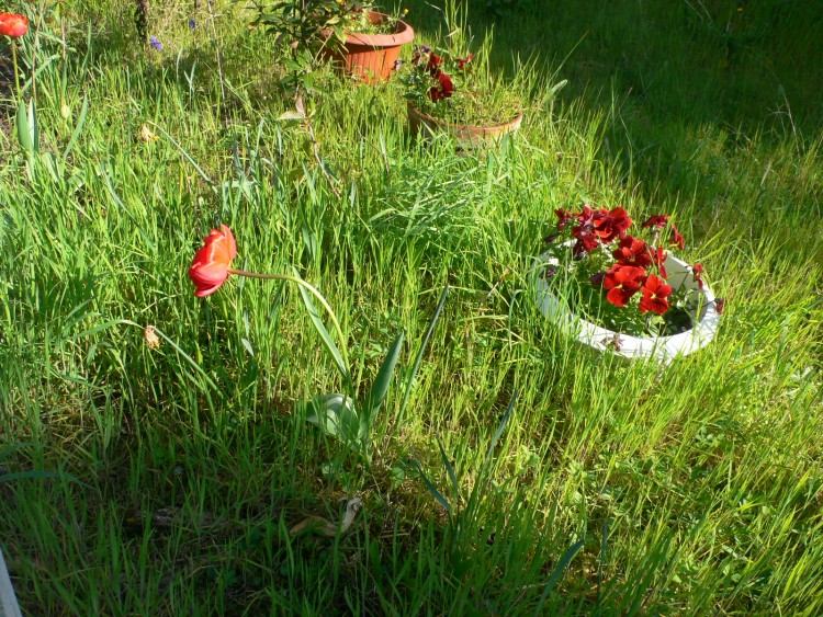 Fonds d'cran Nature Fleurs Penses et coquelicot dans herbes hautes