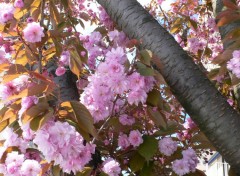 Fonds d'cran Nature Fleurs roses closes sur un cerisier