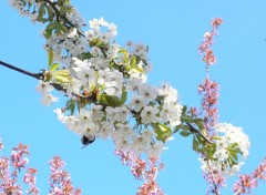 Fonds d'cran Nature Fleurs de cerisiers sur un ciel couleur lagon