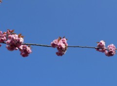 Fonds d'cran Nature perchoir pour oiseaux amoureux de  fleurs