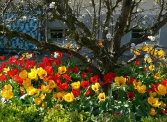 Fonds d'cran Nature Festival de tulipes