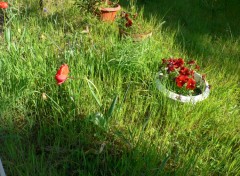 Fonds d'cran Nature Penses et coquelicot dans herbes hautes