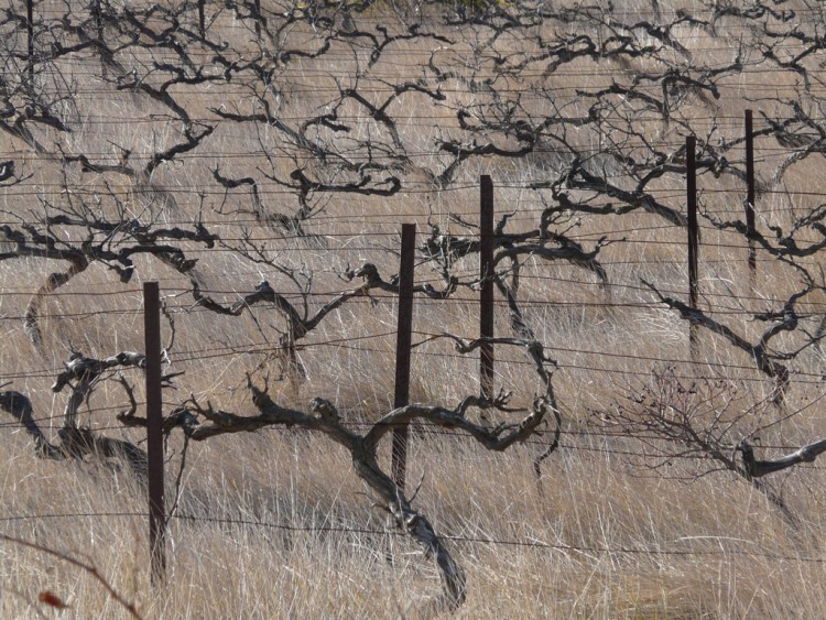 Fonds d'cran Nature Vignes - Vignobles champs de vignes