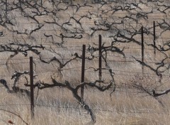 Fonds d'cran Nature champs de vignes