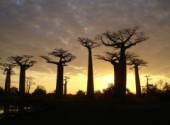 Fonds d'cran Voyages : Afrique Alle des Baobab