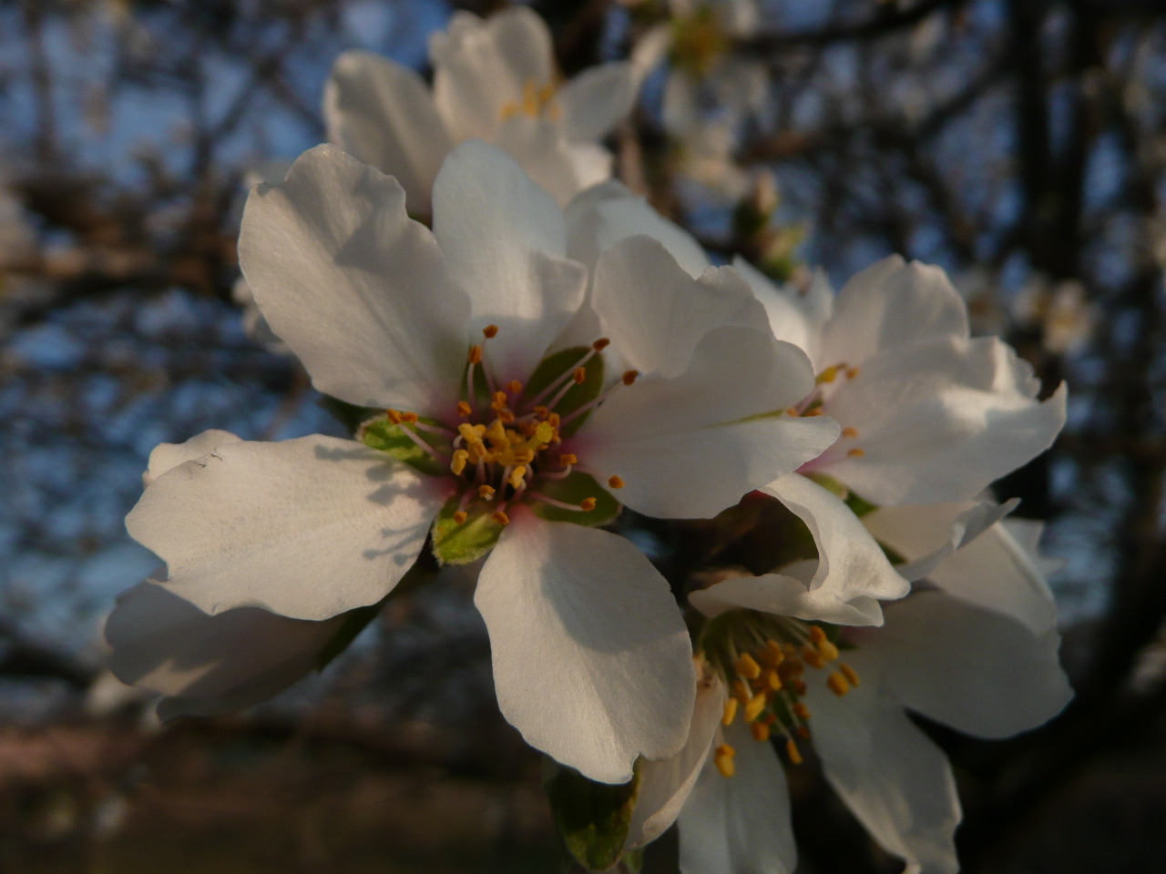 Fonds d'cran Nature Fleurs une amandine  consommer sans modration