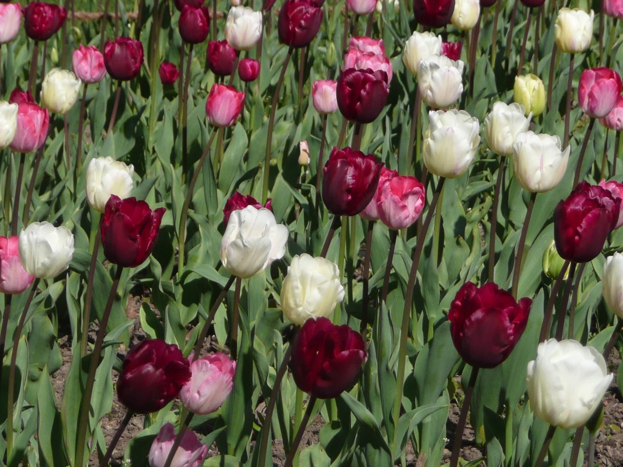 Wallpapers Nature Flowers sorbets de tulipes