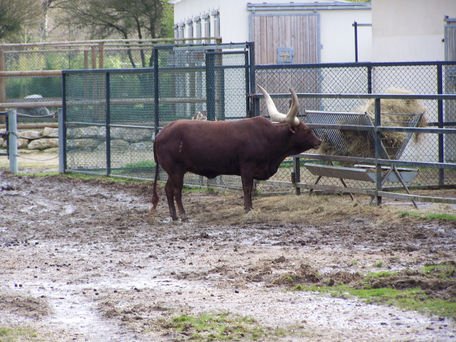 Fonds d'cran Animaux Bisons - Buffles Boeuf watutzi