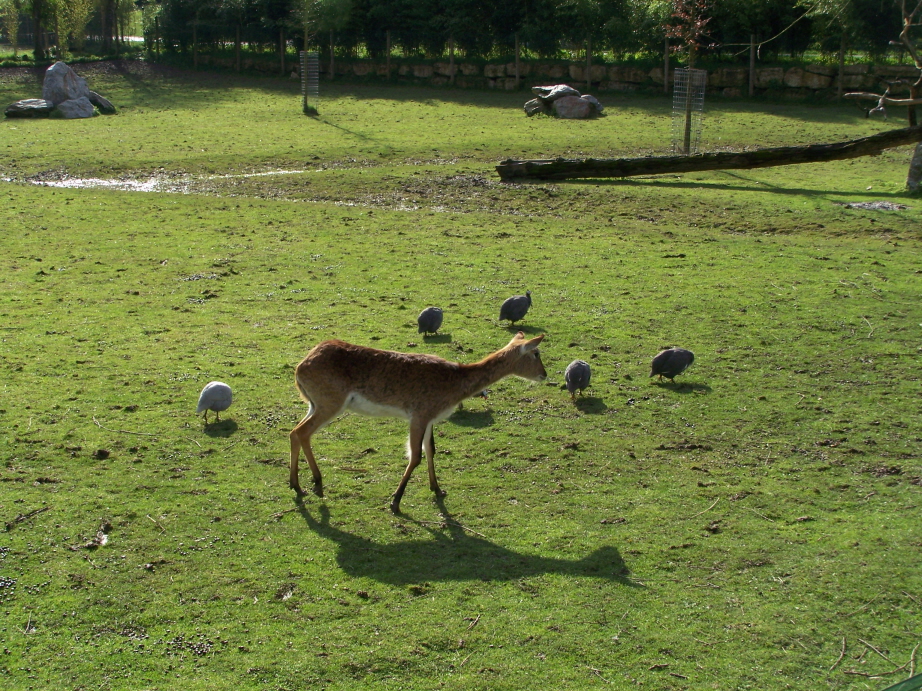 Wallpapers Animals Impalas Impala