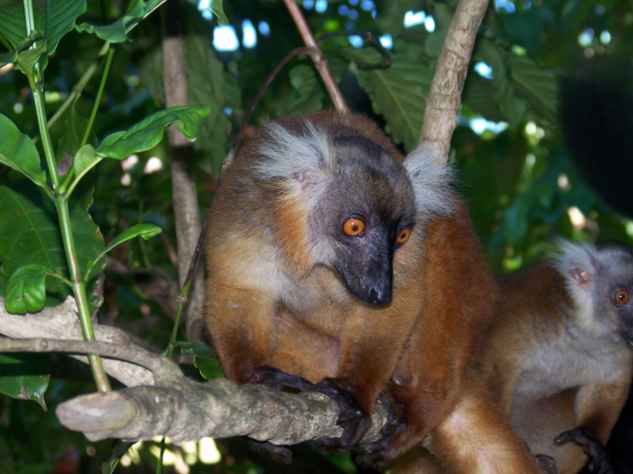 Fonds d'cran Animaux Lmuriens Maki