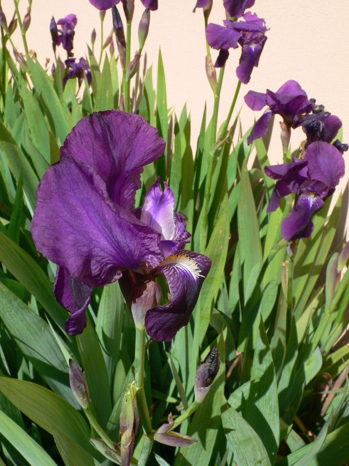 Fonds d'cran Nature Fleurs Iris violet