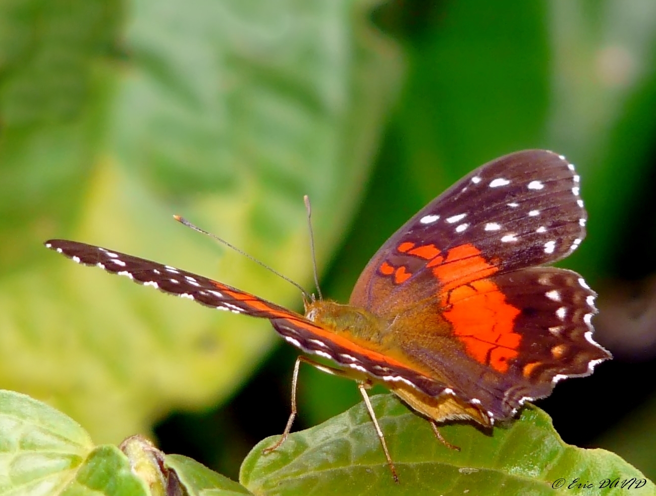 Fonds d'cran Animaux Insectes - Papillons Papillon amazonien