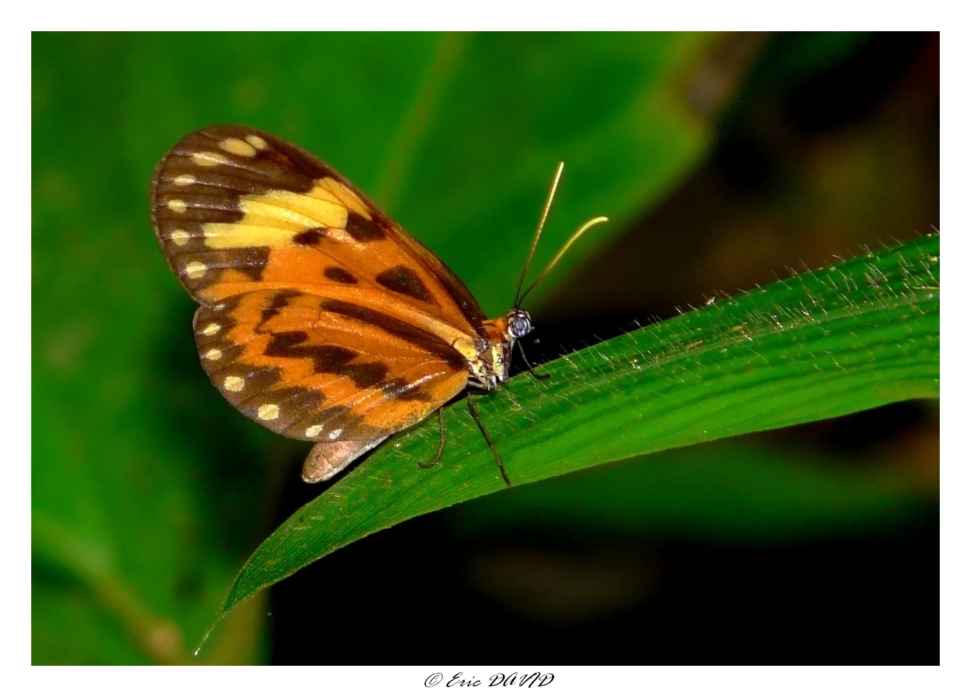 Wallpapers Animals Insects - Butterflies Papillon cuivré