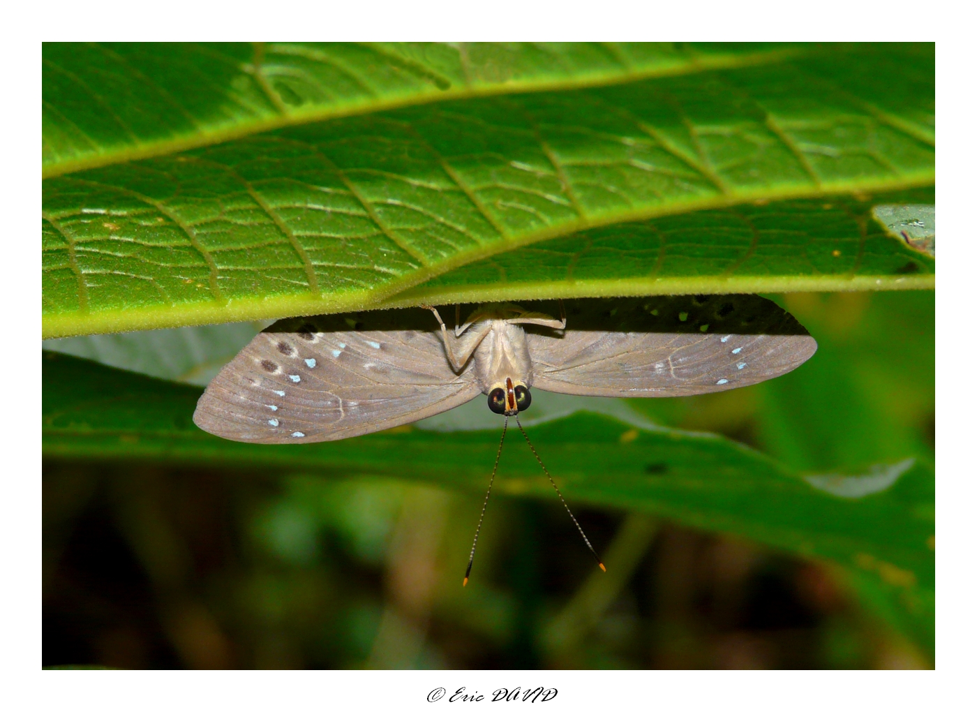 Fonds d'cran Animaux Insectes - Papillons Cache...cache