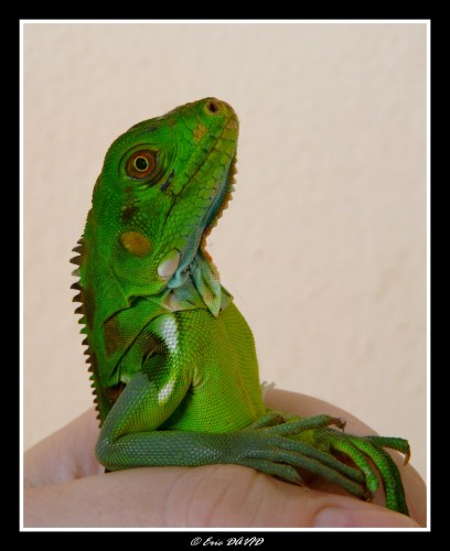 Wallpapers Animals Lizards - Iguanas Fier comme....un iguane