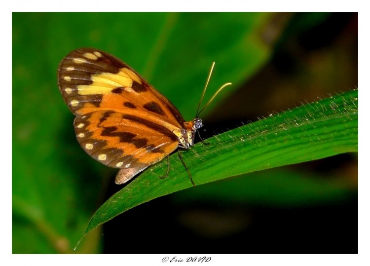 Fonds d'cran Animaux Insectes - Papillons Papillon cuivr