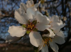 Fonds d'cran Nature une amandine  consommer sans modration