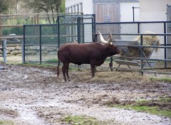 Fonds d'cran Animaux Boeuf watutzi