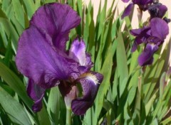 Fonds d'cran Nature Iris violet