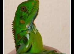 Fonds d'cran Animaux Fier comme....un iguane