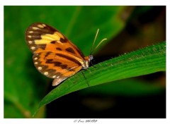 Fonds d'cran Animaux Papillon cuivr