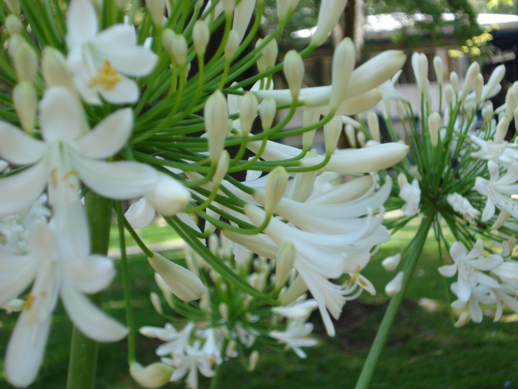 Fonds d'cran Nature Fleurs Purete