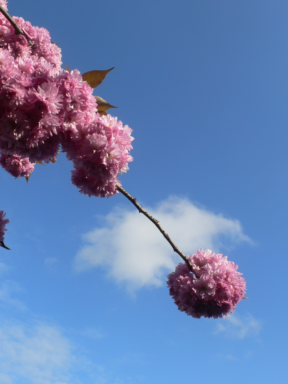 Fonds d'cran Nature Fleurs Mariage d'une fleur de cerisier avec un nuage