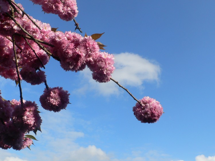 Fonds d'cran Nature Fleurs Toujours sous le charme des pompons de fleurs de cerisiers !