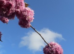 Fonds d'cran Nature Mariage d'une fleur de cerisier avec un nuage