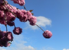 Fonds d'cran Nature Toujours sous le charme des pompons de fleurs de cerisiers !