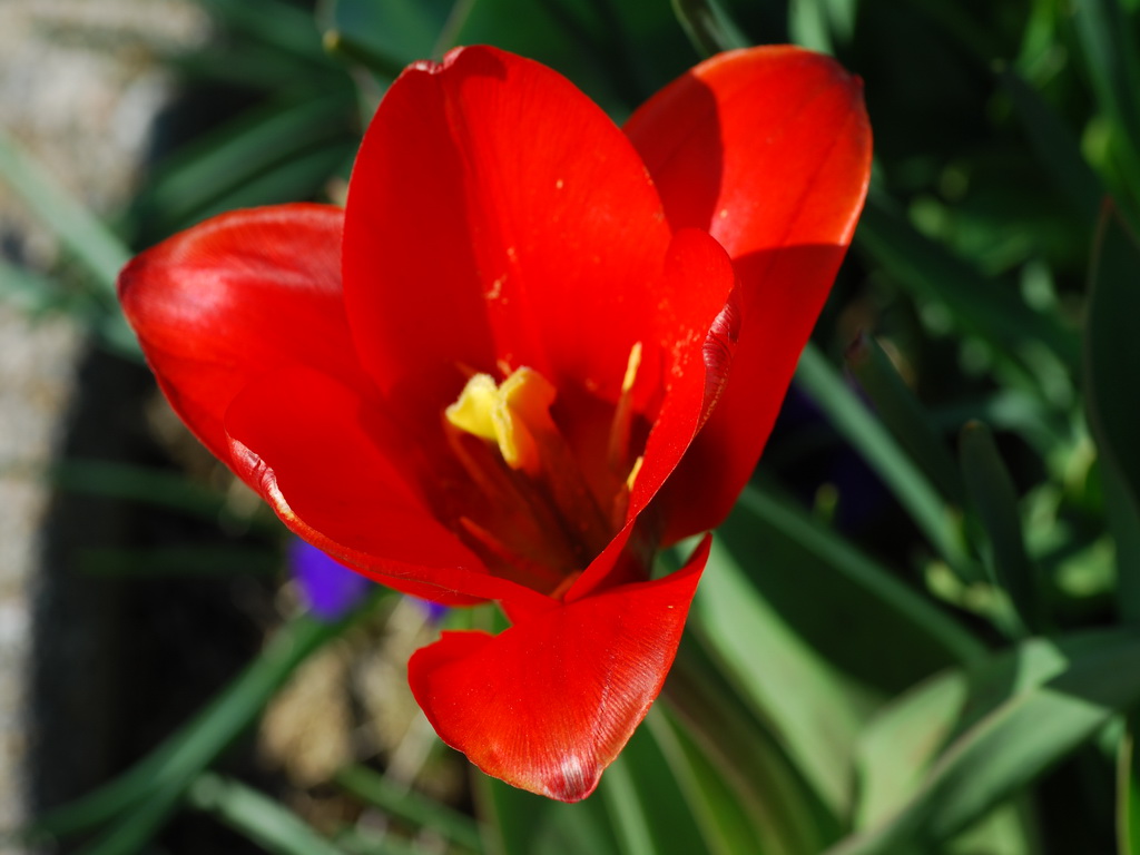 Fonds d'cran Nature Fleurs 