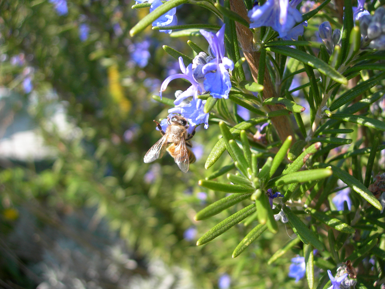 Fonds d'cran Nature Fleurs Abeille au travail !