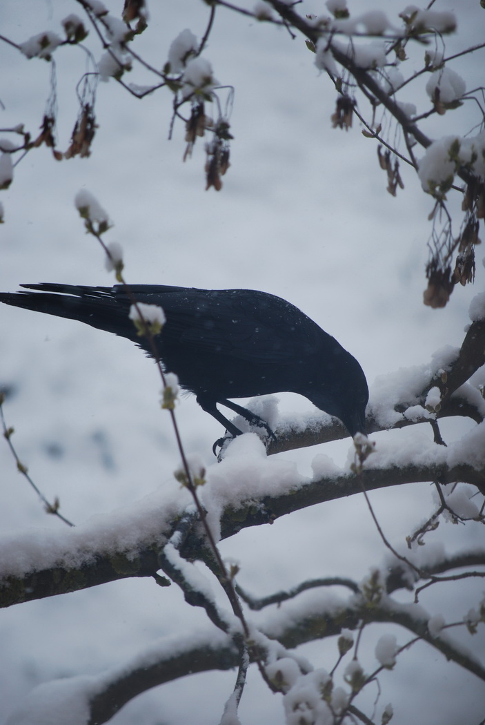 Fonds d'cran Nature Saisons - Hiver neige annecy