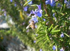 Wallpapers Nature Abeille au travail !