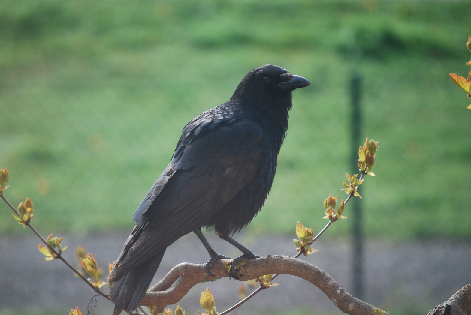 Fonds d'cran Animaux Oiseaux - Corbeaux Gentil corbeau