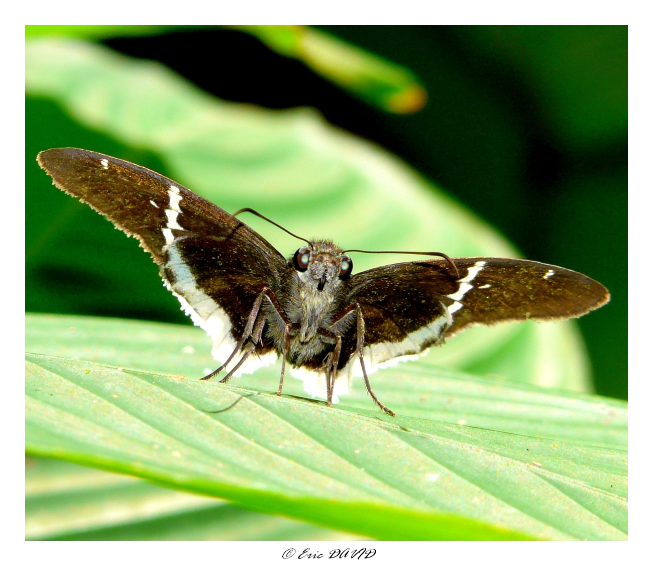 Fonds d'cran Animaux Insectes - Papillons Expression