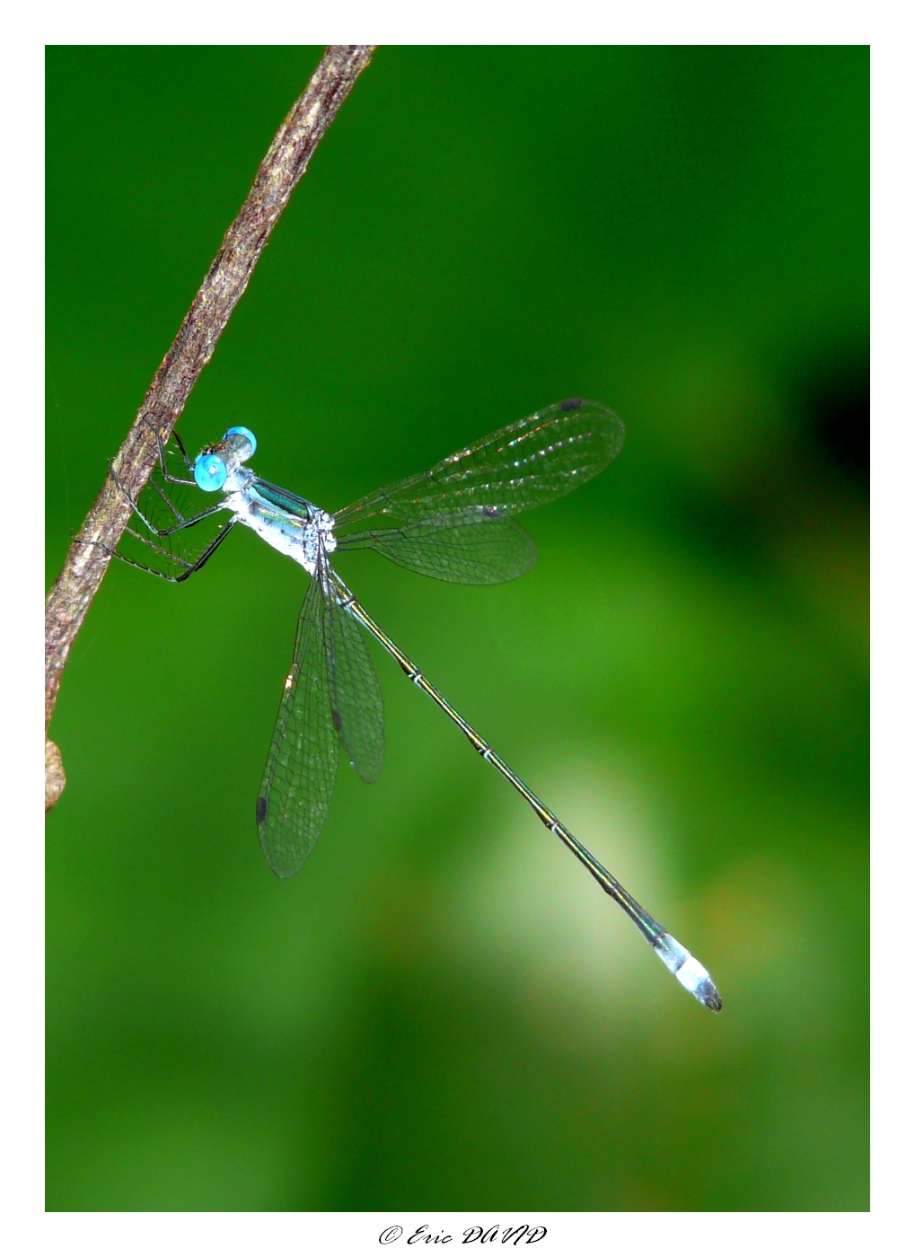 Fonds d'cran Animaux Insectes - Libellules Fluo