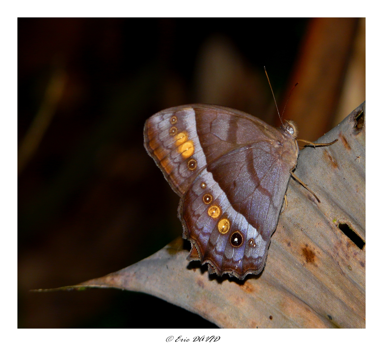 Fonds d'cran Animaux Insectes - Papillons Feutr