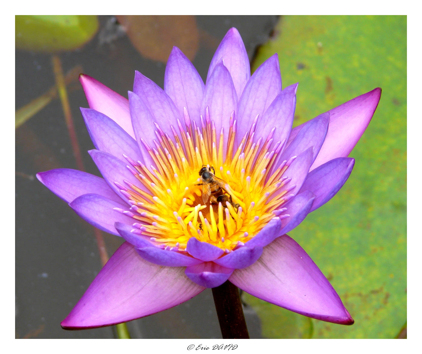 Wallpapers Nature Flowers Pour le nectar