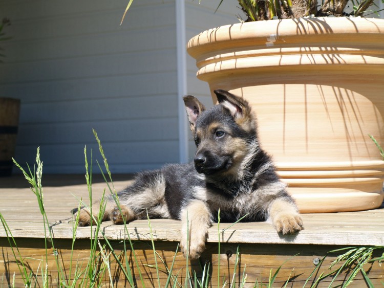 Fonds d'cran Animaux Chiens Berger bb